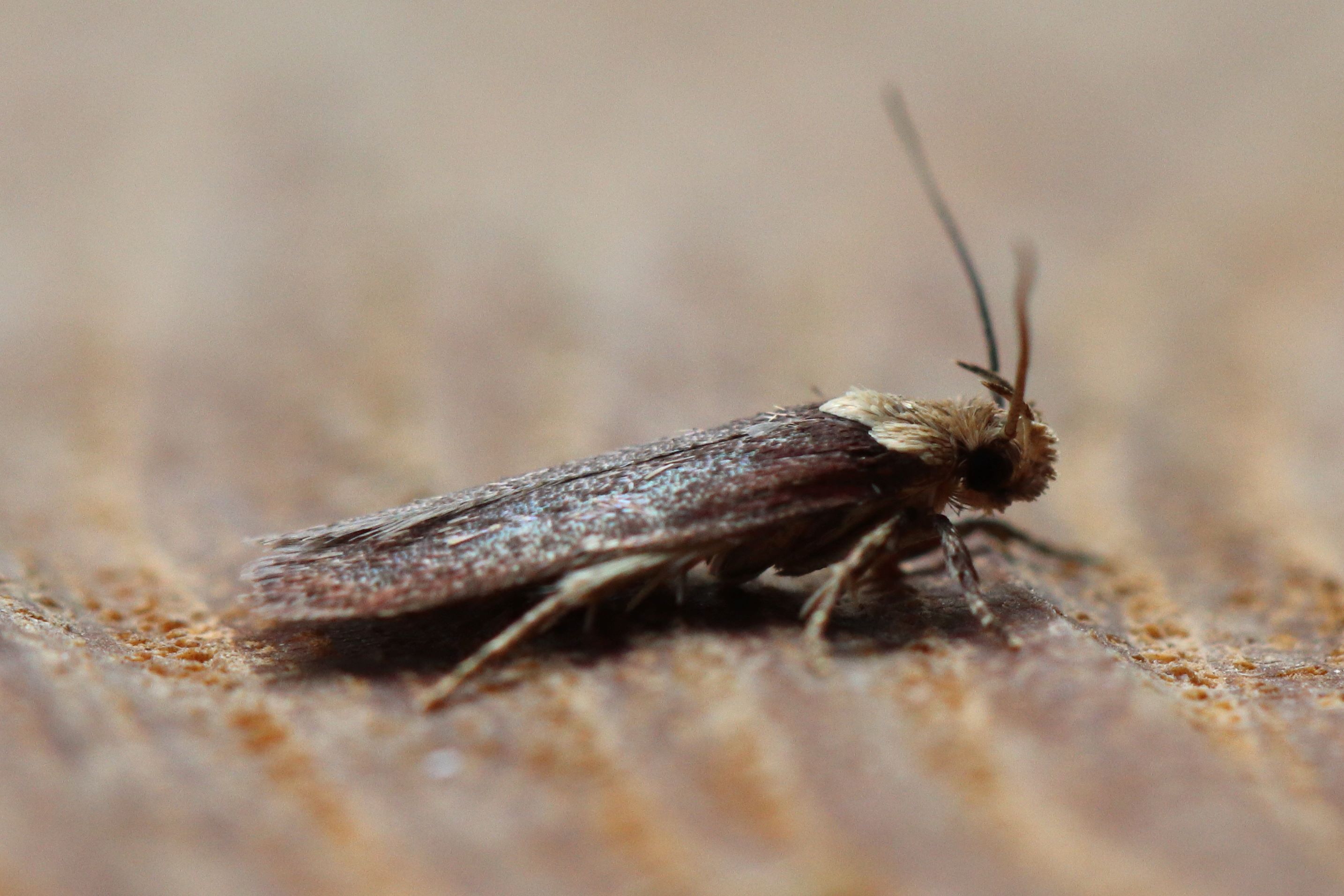 Photo of Blunt’s flat-body (Depressaria depressana)